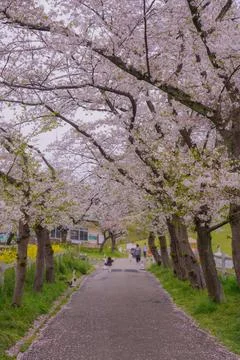 A row of cherry trees with branches spreading in an arch shape. Stock Photos