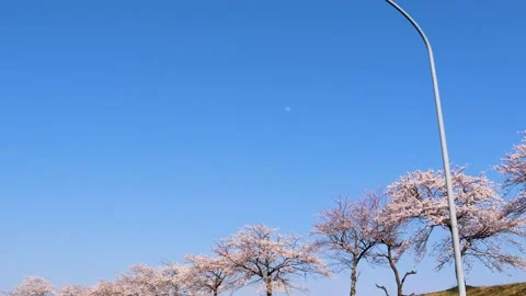 Row of cherry trees Stock Footage 237445252