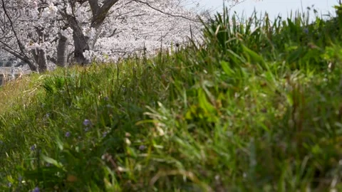 Row of cherry trees in full bloom. Stock Footage 260177195