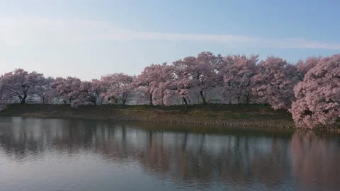 A Row of Cherry Trees Reflected in a Pond Stock Footage 149949995