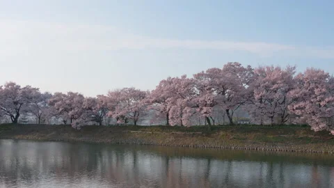 A Row of Cherry Trees Reflected in a Pond (Panning) Stockbeeldmateriaal 149954720
