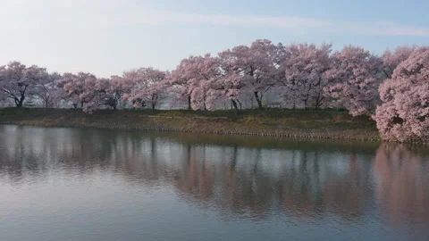 A Row of Cherry Trees Reflected in a Pond (Zoom In) Stock Footage 150057797