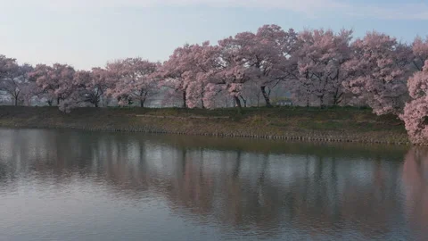 A Row of Cherry Trees Reflected in a Pond (Zoom Out) Stock Footage 150057961