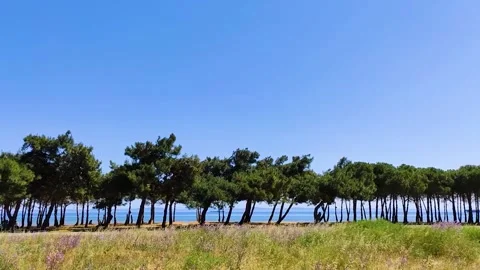Row of Coastal Pine Trees and Wildflowers Against a Bright Blue Sky Stock Footage 322906321