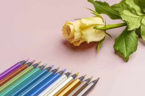 A row of colored pencils and a light yellow rose on a pink background Stock Photos