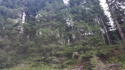 Row Of Coniferous Trees In Dense Forest Vidéo 347579475
