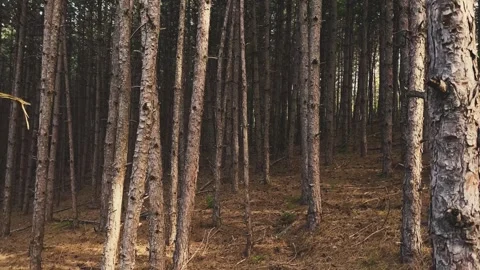 A row of coniferous trees in a forest Stock Footage 247215927