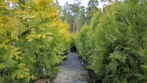 Row of coniferous trees in tree plant garden nursery. Stock Footage 107980098