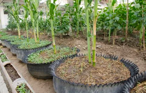 Row of corn at a farm Stock Photos