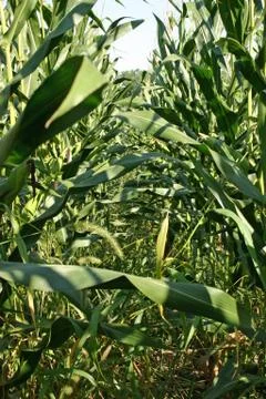 Row of Corn Stock Photos