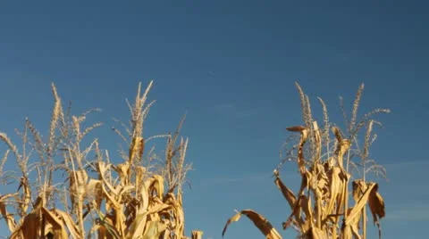 Row of corn stalks Video stock 12368492