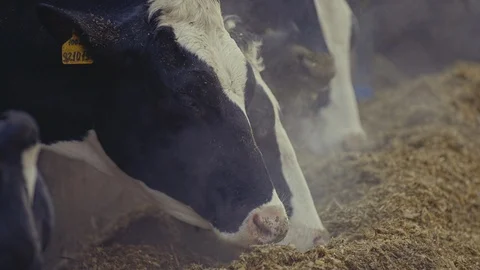 A Row of Cows in the Barn Feeding, Eating Hay, Close Up Video stock 126084451