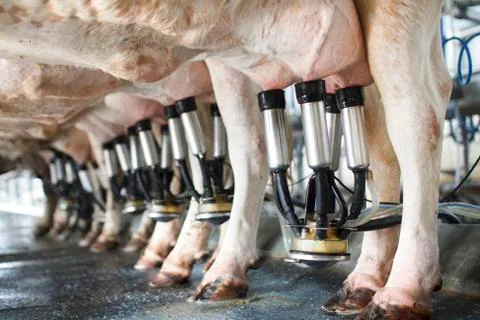 Row of cows being milked Stock Photos