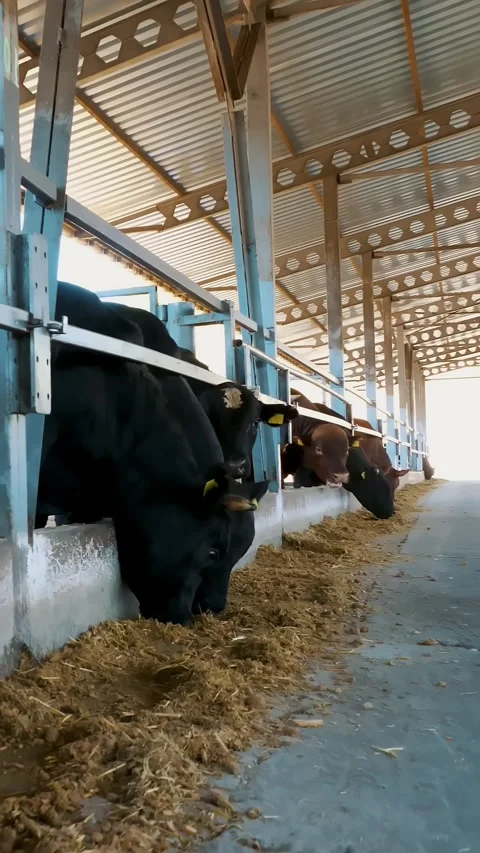 Row of cows, big black purebred, breeding bulls eat hay. Agriculture livestock Stock Footage 305506317