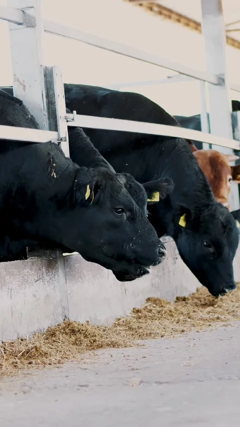 Row of cows, big black purebred, breeding bulls eat hay. Agriculture livestock Stock Footage 312386319