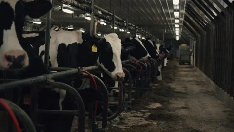 Row of Cows in a Dairy Barn Stock Footage 276380588