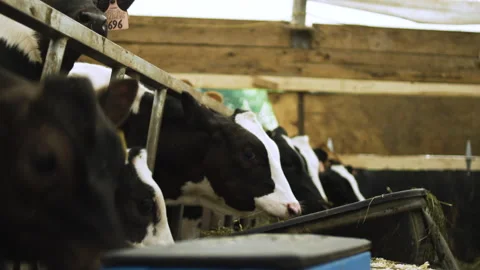A row of cows at a feed trough inside a barn Stock Footage 130800355