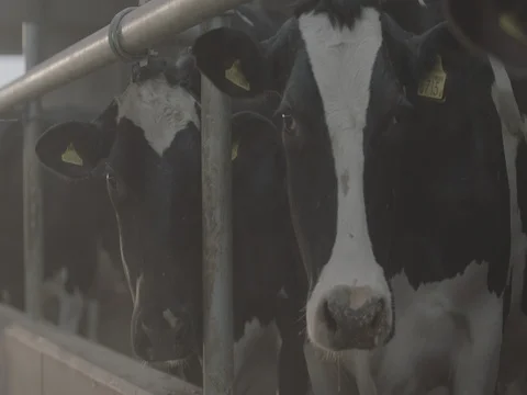 Row of cows looking around and having fodder in shed Stock Footage 73684092