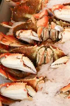 Row of crabs Stock-Fotos