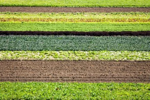 Row Crops Stock-Fotos