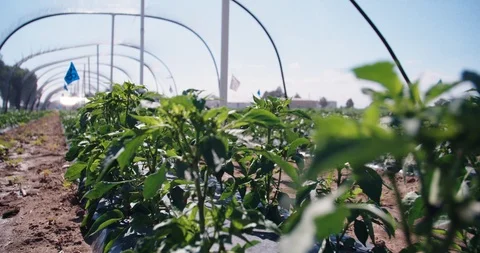 Row of crops under sun shade structure with marking flags Stock-Footage 120618691