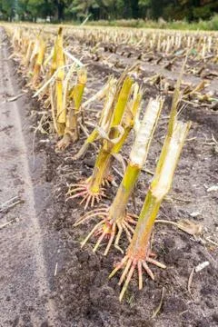 Row of  cut corn subbles on soil Stock Photos