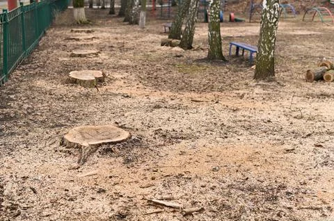 A row of cut trees. Stock Photos