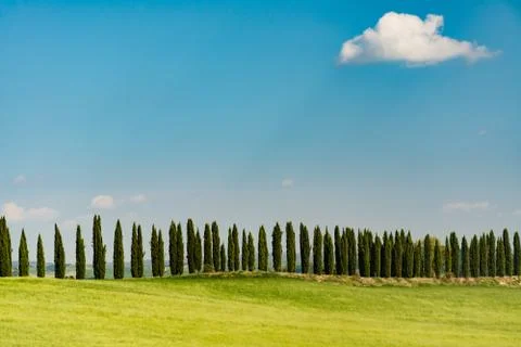 A row of cypress trees Stock Photos