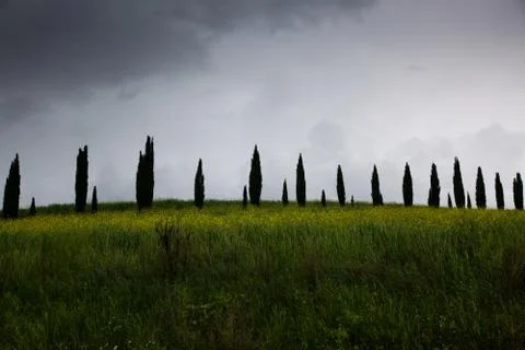 Row of cypress trees at sunset - iconic tuscan landscape Stock Photos