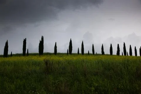 Row of cypress trees at sunset - iconic tuscan landscape Stock Photos