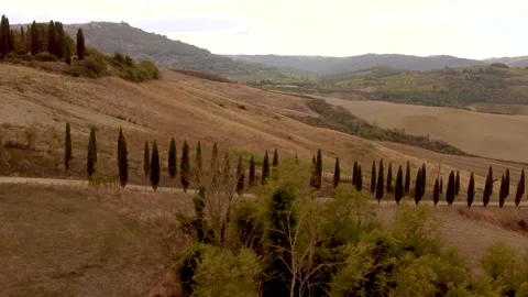 Row of cypresses Stock Footage 162765086