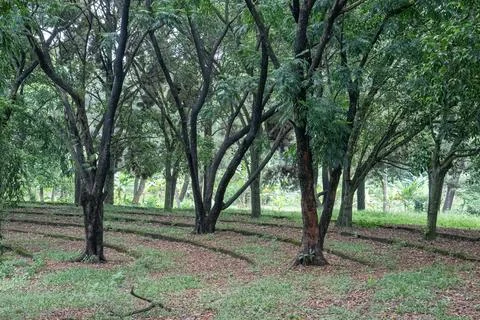 Row of dark trunk trees in a lush green terraced park.. Stock Photos