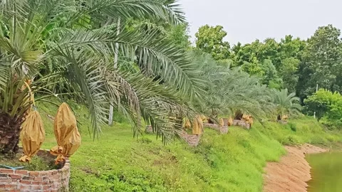 Row of Date Palm Trees with Protected Wrapped Bunches in Plantation. Stock Footage 340456215