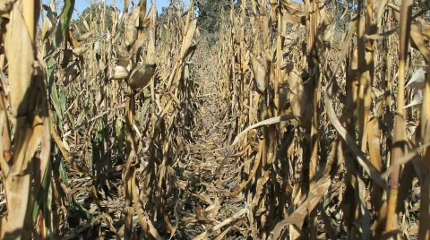 Row of dead corn stalks Stock-Footage 544519