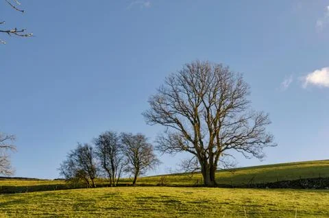 A row of deciduous trees in winter Stock-Fotos