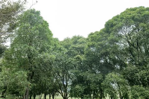 Row of dense leafy green trees covering the park sky.. Stock Photos