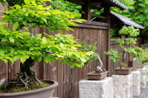 Row of different bonsai trees standing on the stones outside. Japanese garden Stock Photos