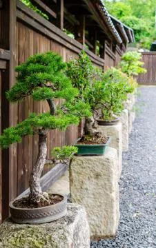 Row of different bonsai trees standing on the stones outside. Japanese garden Stock Photos