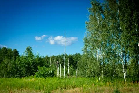 Row of dried birch trunks Stock Photos