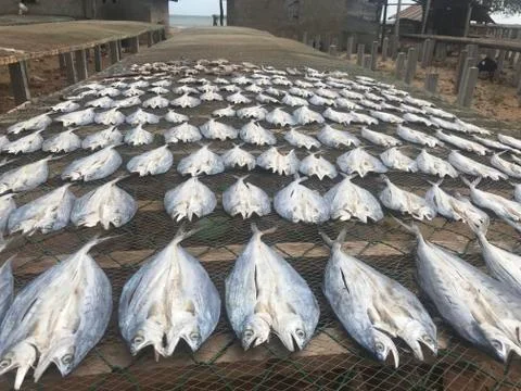 Row of dried cod fish hung outside. Stockfoto's