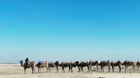 Row of dromedaries Stock Photos