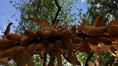 Row of dry corn in ear maizes on crop drier Stock Footage 94002709