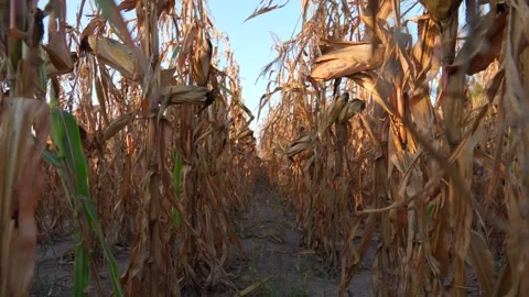 A row of dry corn stalks in a field. Stock Footage 286990843