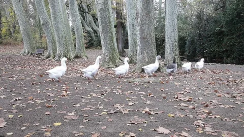 Row of ducks Stock Footage 81082022