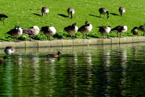 Row of Ducks at Pond Side Stock Photos
