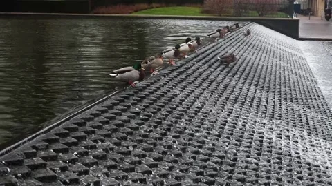 Row Of Ducks Sitting And Walking On An Edge Of Streaming Water At A City Stock Footage 130676828