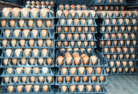 Row of eggs in eggs tray Stock Photos