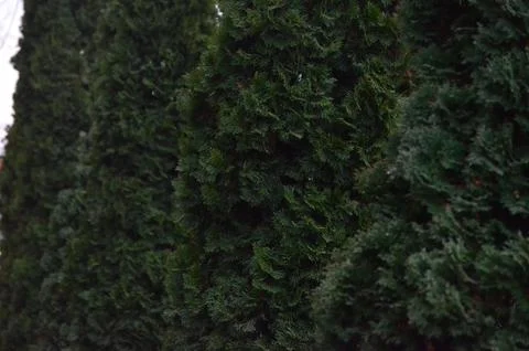 A row of evergreen trees are lined up in a row. Stock Photos