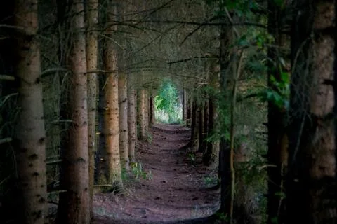 Row of evergreen trees Foto stock