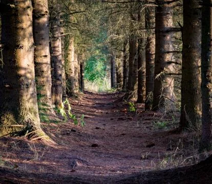 Row of evergreen trees at sunset Foto stock